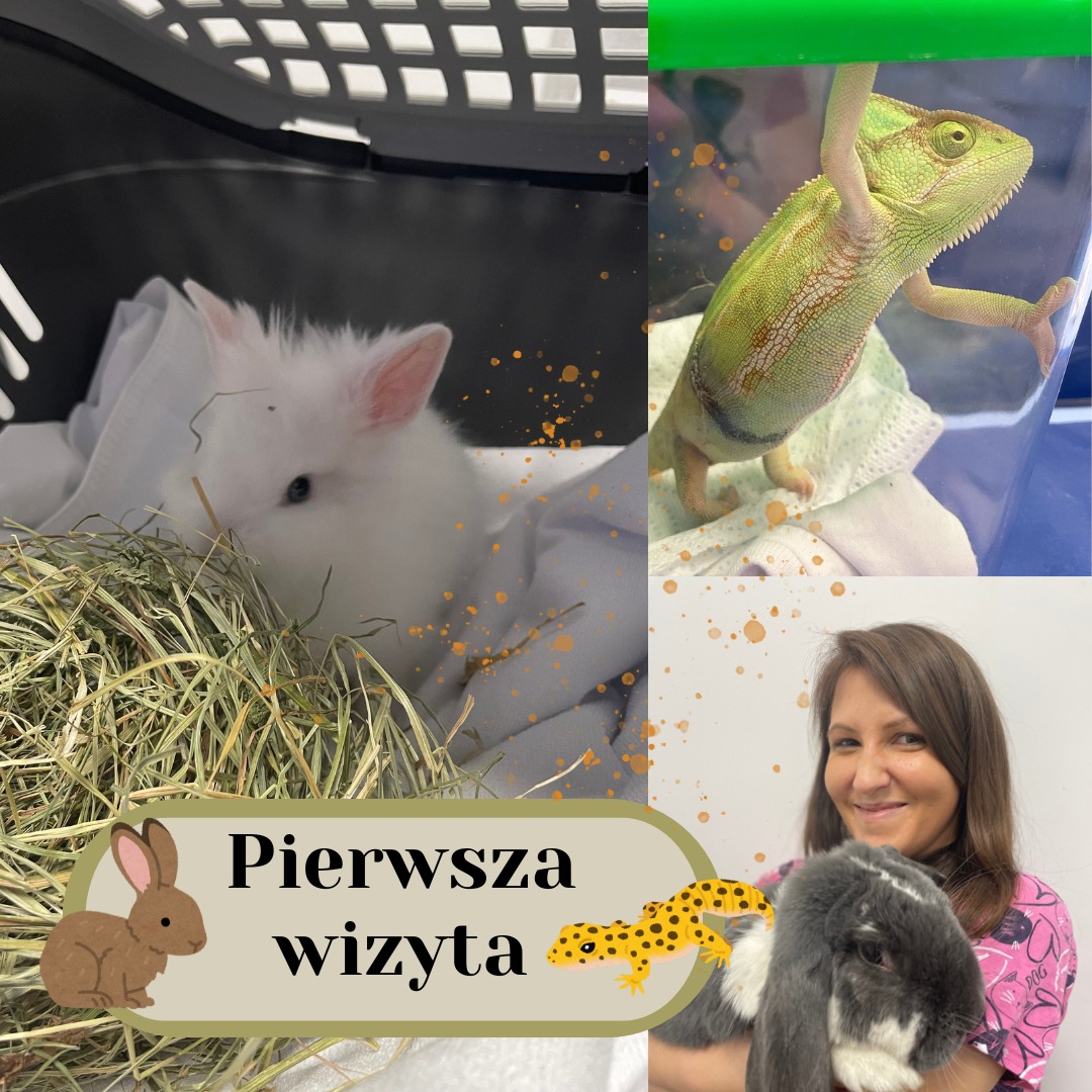 Porady weterynaryjne